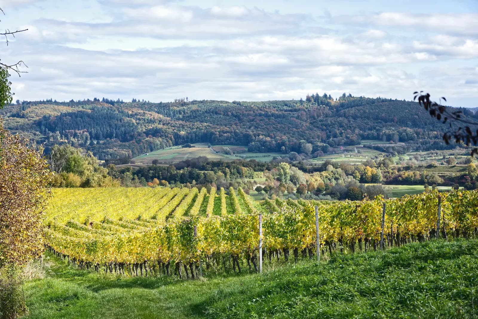 Vineyard hill in the Tokaj wine region